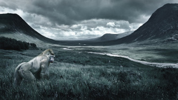 Картинка животные обезьяны облака горы