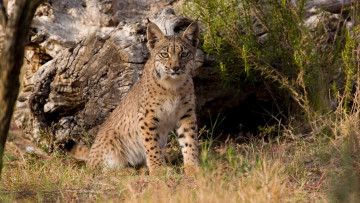 Картинка животные рыси кот