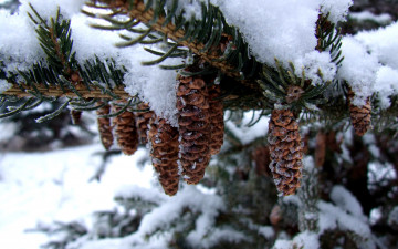 Картинка природа шишки жёлуди каштаны