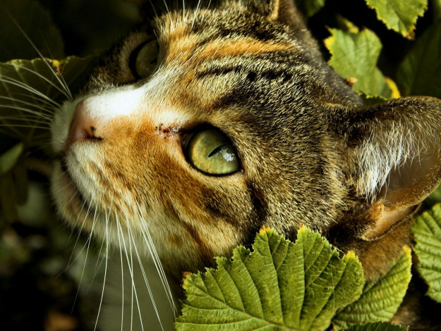 Обои картинки фото животные, коты, cat