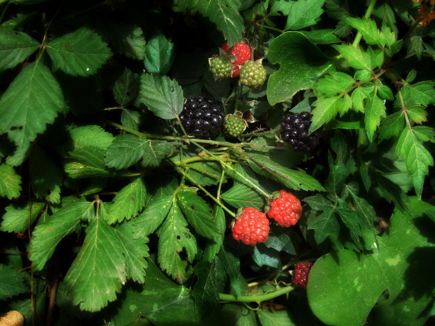 Обои картинки фото природа, Ягоды, листья