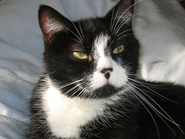 Обои картинки фото животные, коты, cat