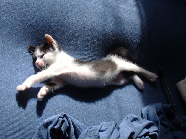 Обои картинки фото животные, коты, котенок