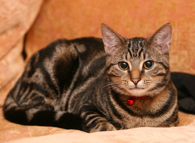 Обои картинки фото животные, коты, cat