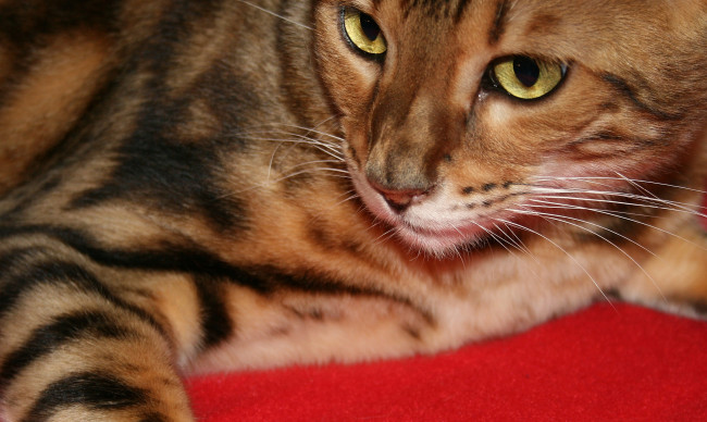 Обои картинки фото животные, коты, bengal, cat