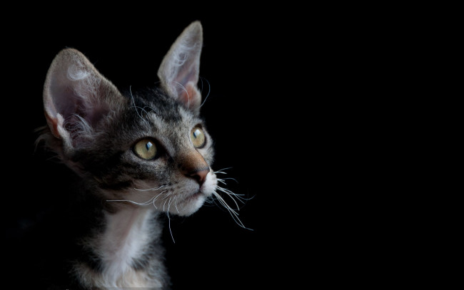 Обои картинки фото животные, коты, cat, уши