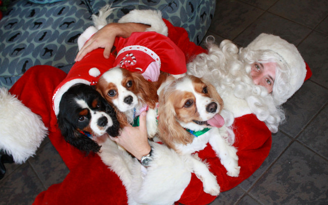 Обои картинки фото животные, собаки, дед, мороз, щенки