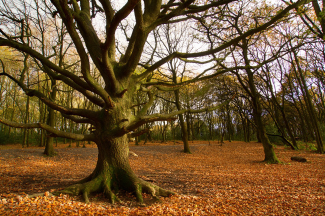 Обои картинки фото природа, деревья, осень, листья