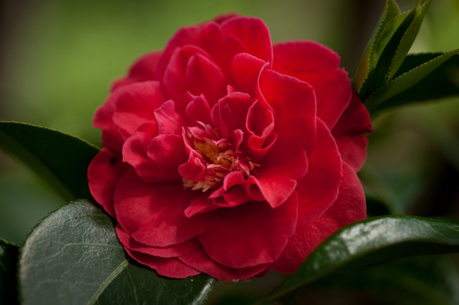 Обои картинки фото камелия, цветы, камелии, большой, красный