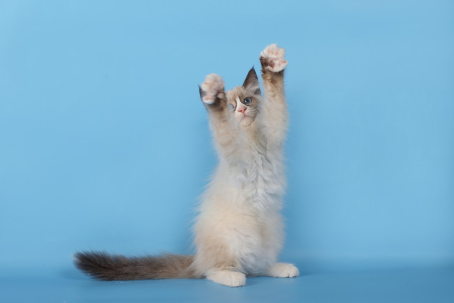 Обои картинки фото животные, коты, котёнок