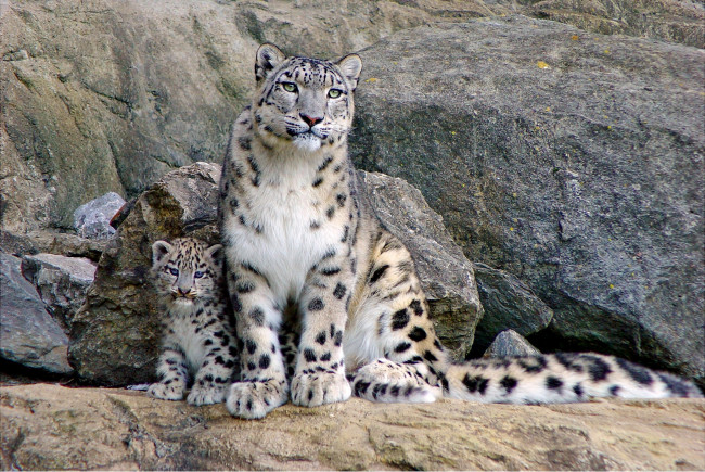 Обои картинки фото животные, снежный, барс, ирбис, пятна, мама, малыш