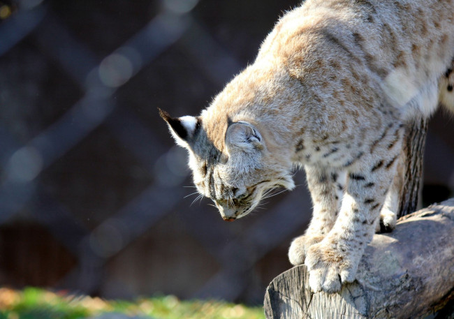 Обои картинки фото животные, рыси, bobcat