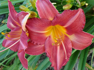 Картинка цветы лилии лилейники лепестки