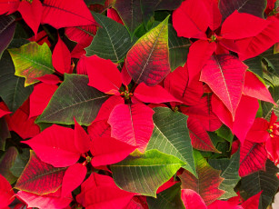 Картинка цветы пуансеттия лепестки