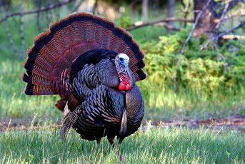 Картинка животные индюки хвост яркий