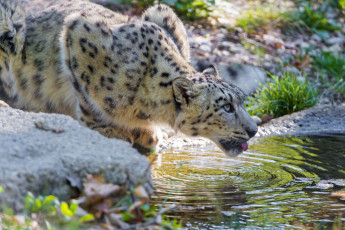 Картинка животные снежный барс ирбис водопой профиль