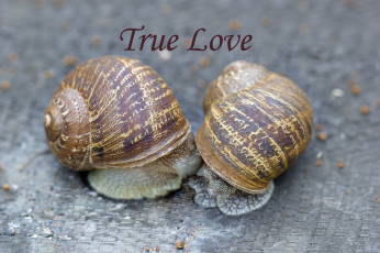 Картинка животные улитки домики