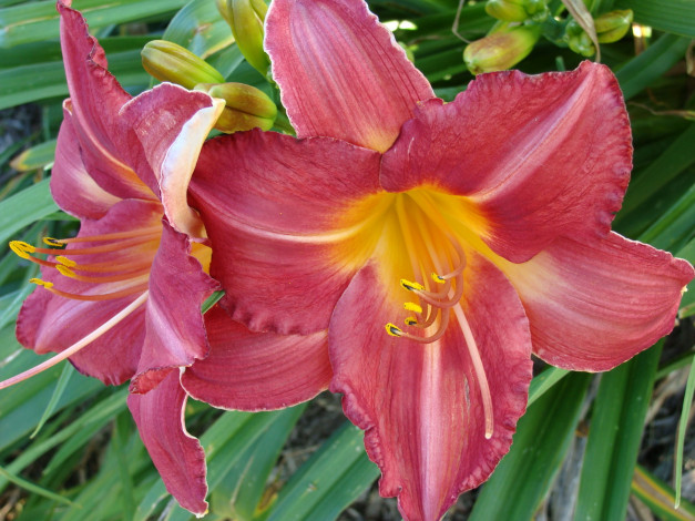 Обои картинки фото цветы, лилии, лилейники, лепестки