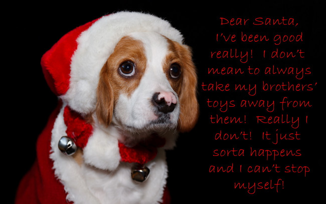 Обои картинки фото животные, собаки, праздник, собака, письмо