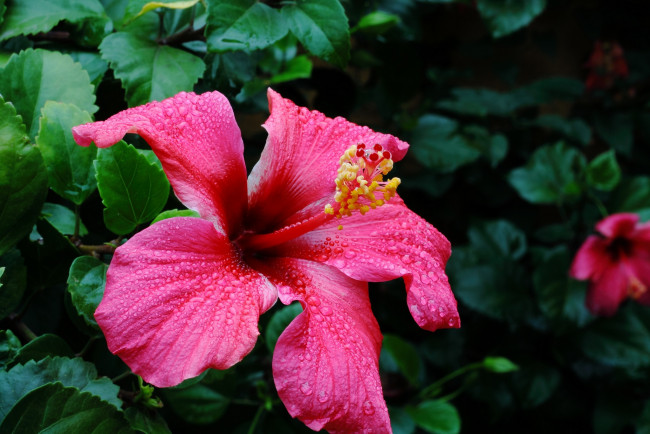 Обои картинки фото цветы, гибискусы, капли, розовый, макро
