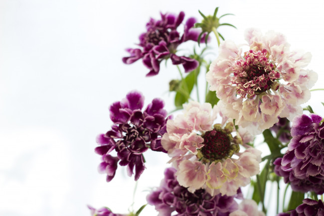 Обои картинки фото цветы, скабиоза, бордовый, розовый