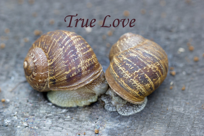 Обои картинки фото животные, улитки, домики