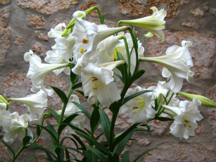 Картинка цветы лилии +лилейники