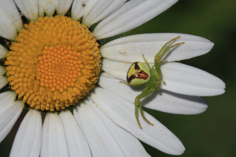 Картинка животные пауки лепестки ромашка