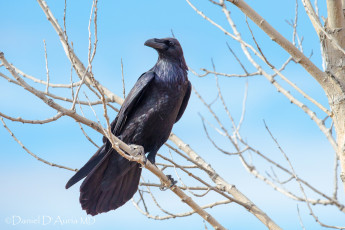 Картинка животные вороны +грачи +галки ворон