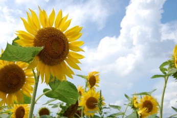 Картинка цветы подсолнухи