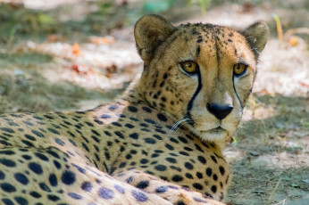 Картинка животные гепарды гепард морда