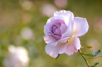 Картинка цветы розы розовый