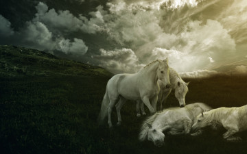 Картинка животные лошади