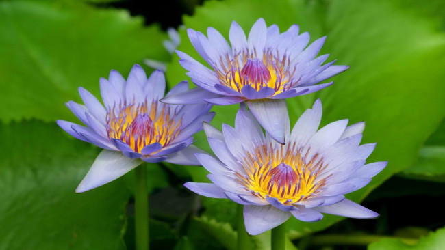 Обои картинки фото цветы, лилии водяные,  нимфеи,  кувшинки, лепестки