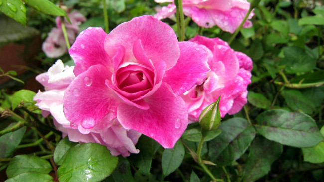 Обои картинки фото цветы, розы, розовый