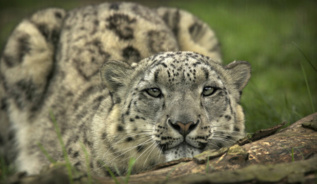 Обои картинки фото © ania jones, животные, снежный барс , ирбис, морда, барс