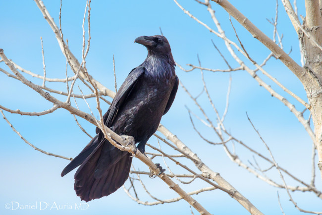 Обои картинки фото животные, вороны,  грачи,  галки, ворон