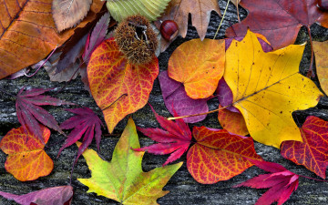 Картинка природа листья дерево осенние wood colorful leaves autumn