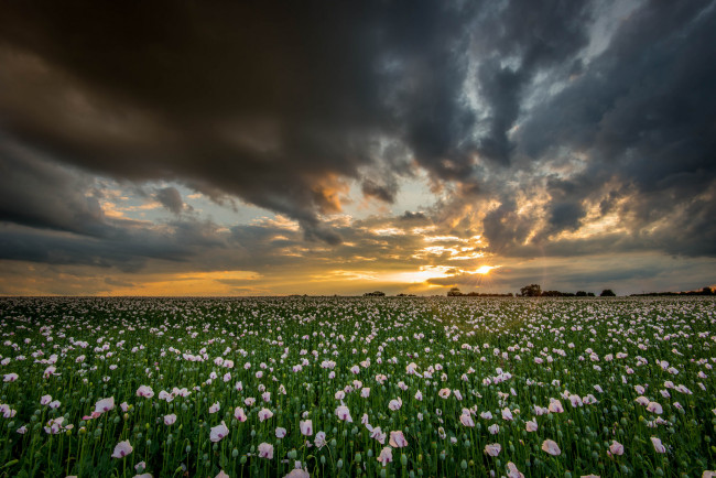 Обои картинки фото природа, поля, солнце, поле, маки, тучи