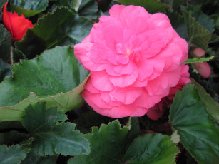 Картинка цветы бегония розовый