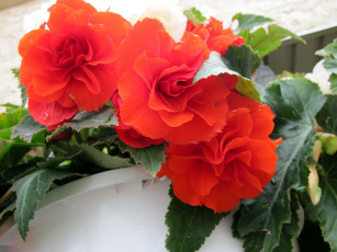 Картинка цветы бегония трио