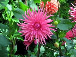 Картинка цветы георгины розовый