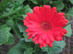 Картинка цветы герберы розовый