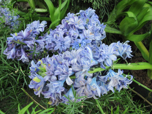 Картинка цветы гиацинты синий