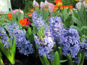 Картинка цветы гиацинты синий