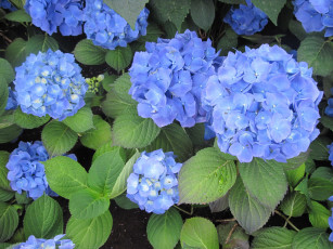 Картинка цветы гортензия синий