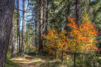 Картинка природа лес осень