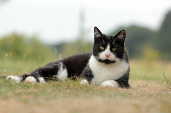 Картинка животные коты взгляд коте киса ушки усы