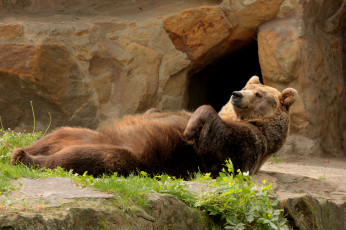 Картинка животные медведи медведь