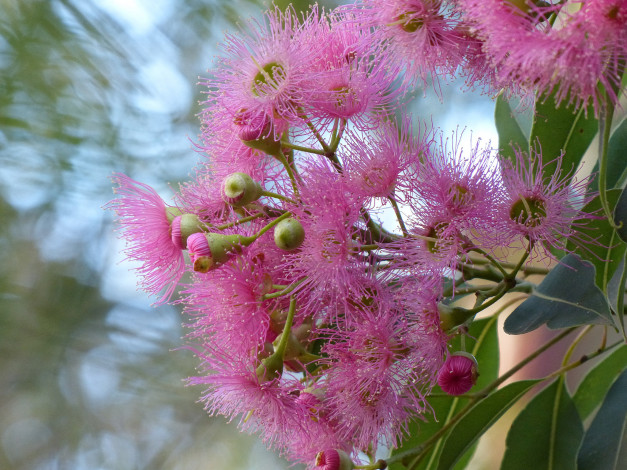 Обои картинки фото цветы, эвкалипт, розовые, цветение